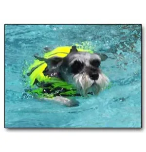 DOGGY LIFE VESTS